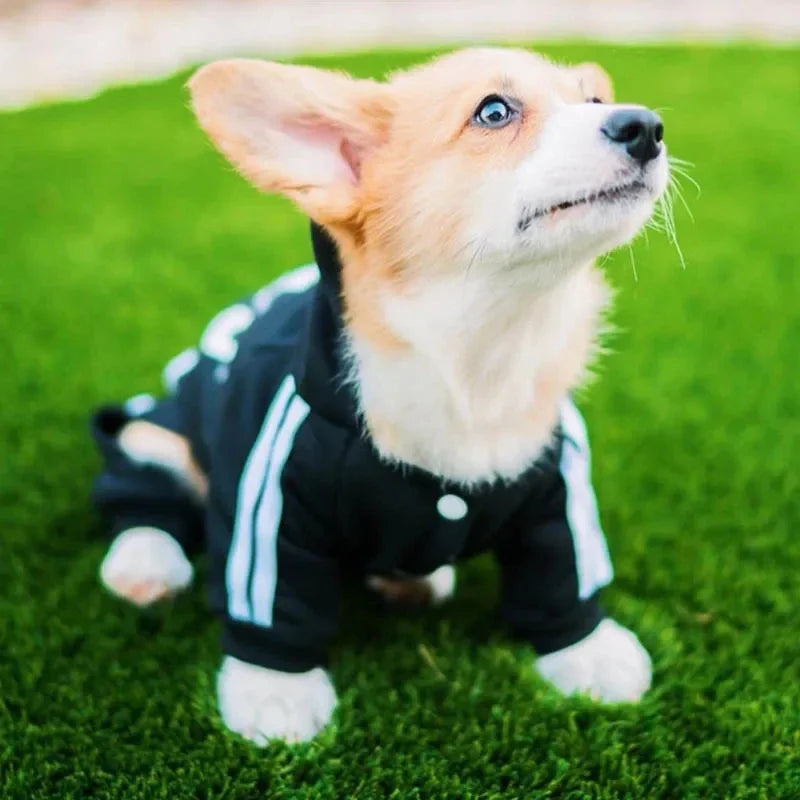 Stylish and Cozy Pet Jumpsuit for French Bulldogs, Chihuahuas, and Pugs - Perfect Autumn/Winter Outfit for Small to Medium Dogs